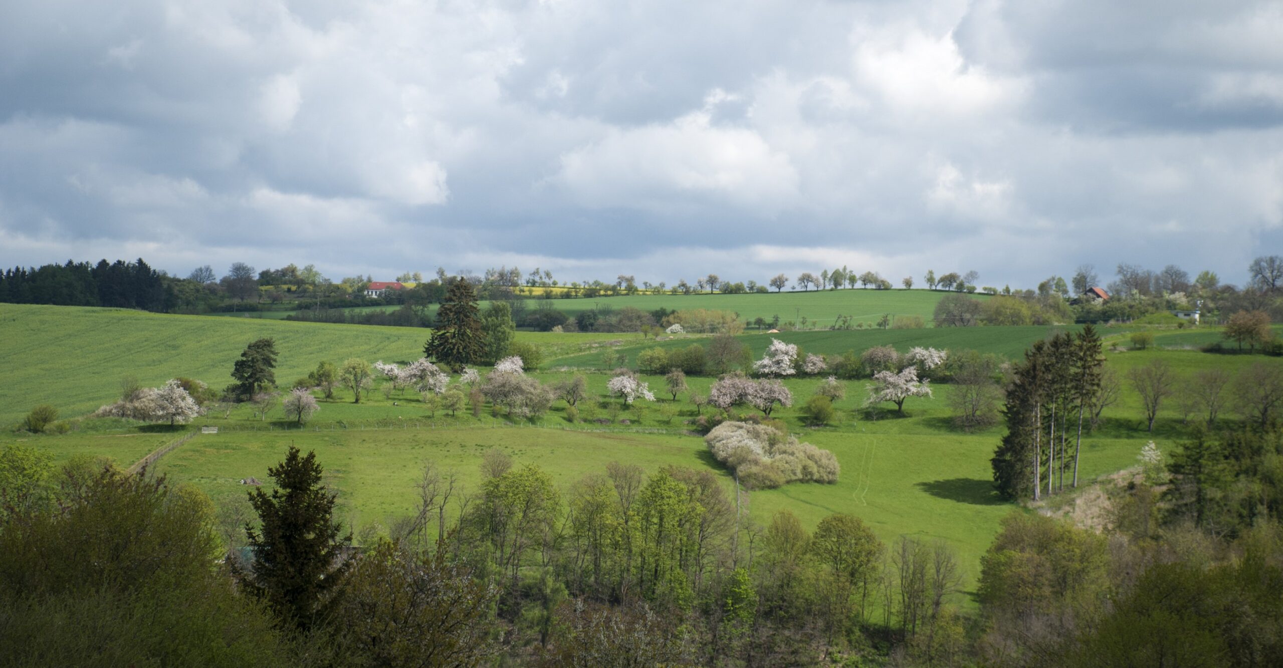 Rašeliniště v lese